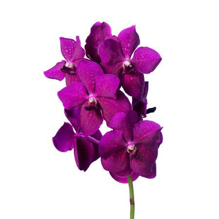 Vanda Orchid 萬代蘭