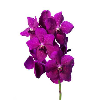 Vanda Orchid 萬代蘭