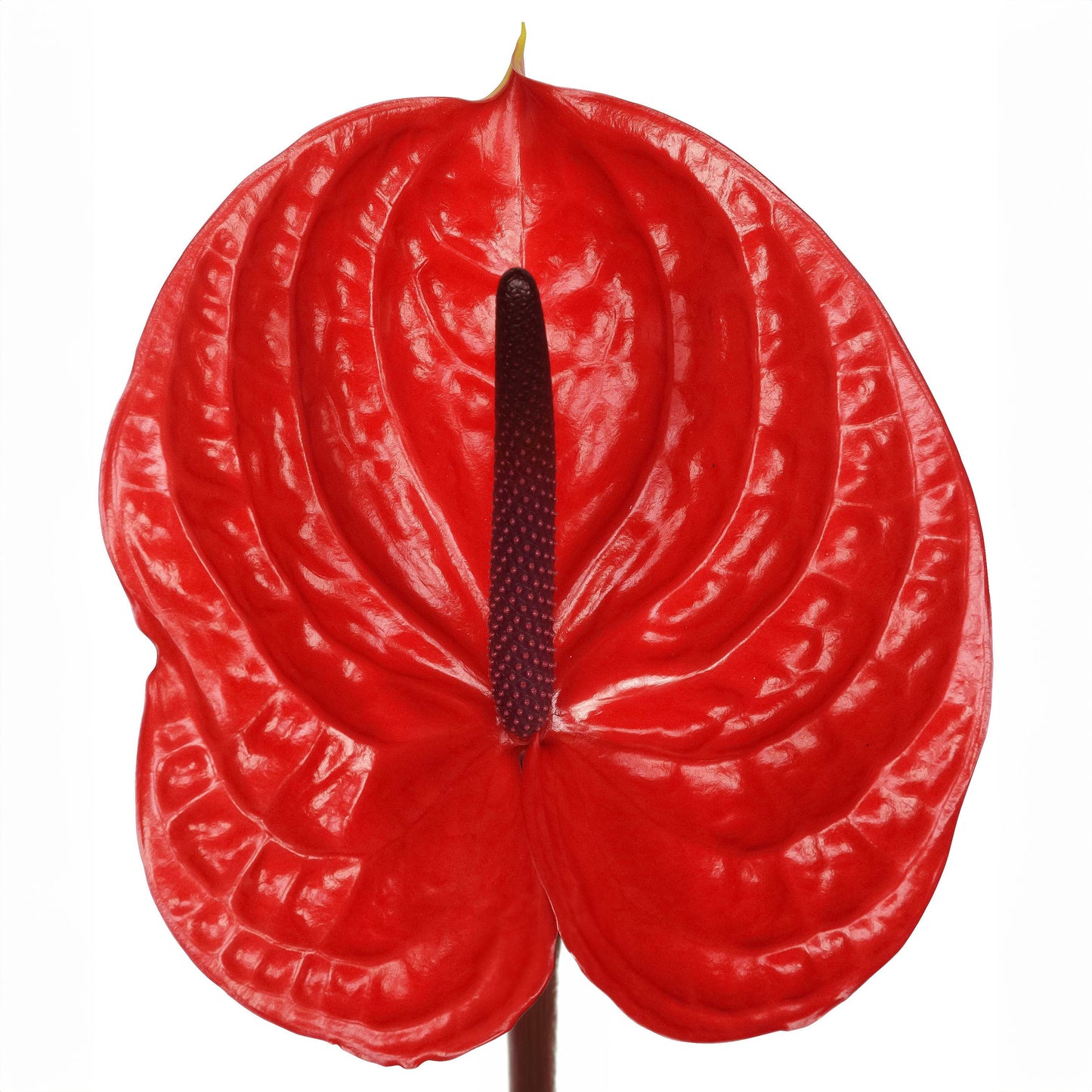 Anthurium 紅掌