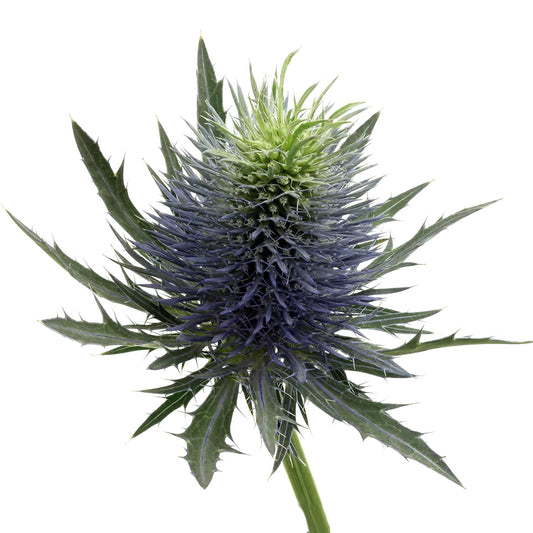 Eryngium 刺芹