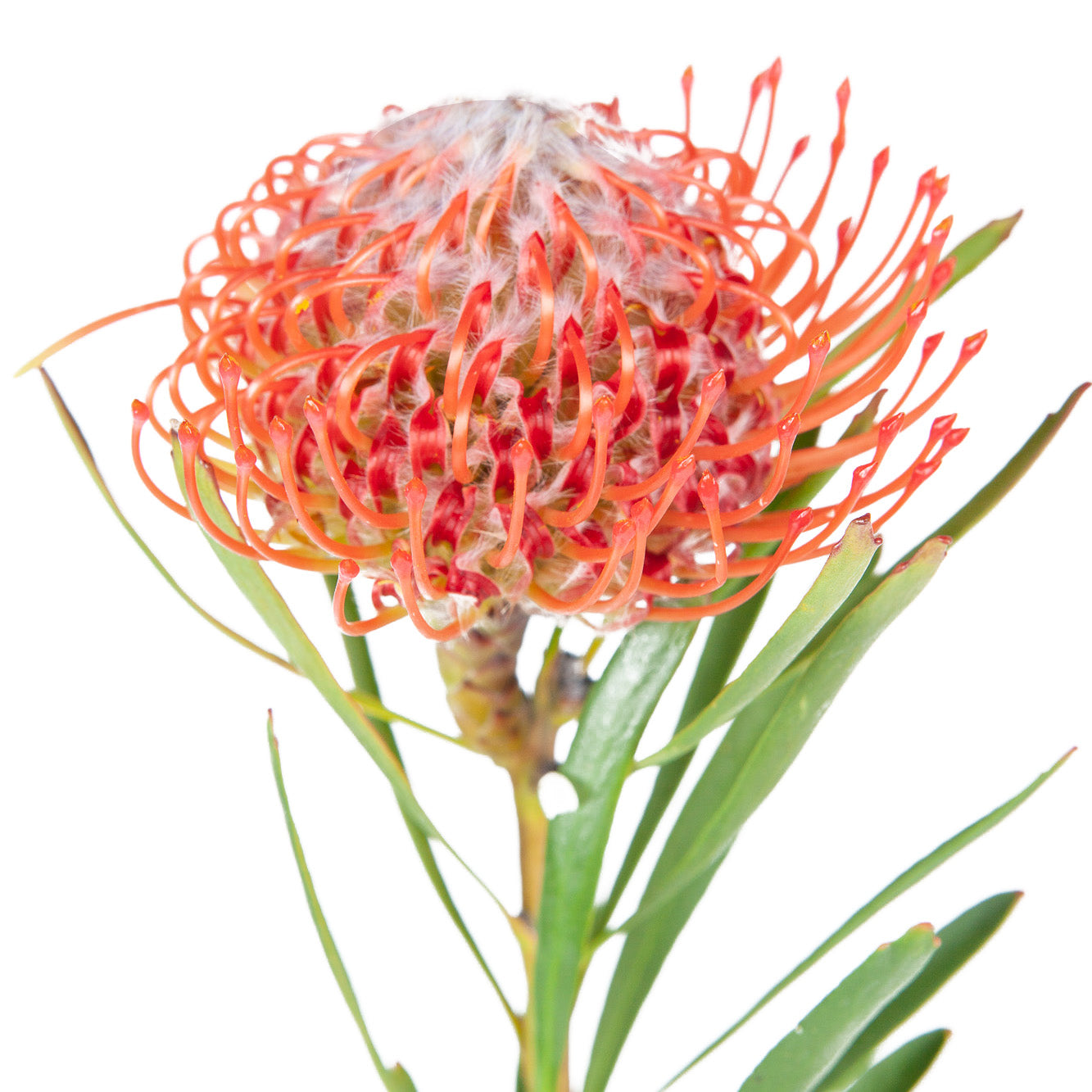 Leucospermum 煙花菊