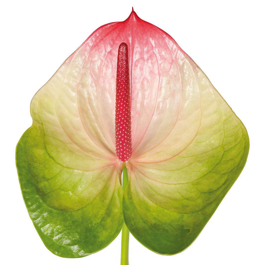 Anthurium 紅掌