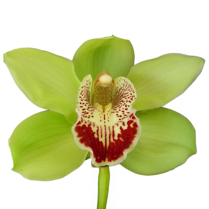 Cymbidium Orchid 蕙蘭