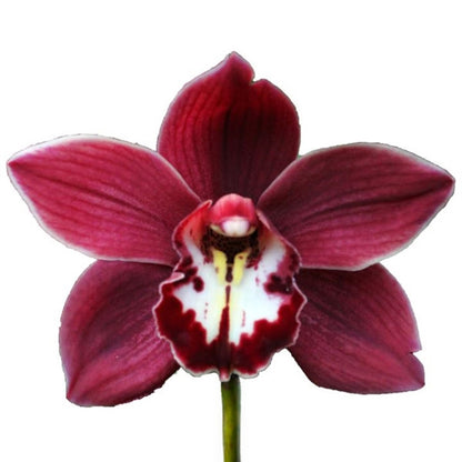 Cymbidium Orchid 蕙蘭