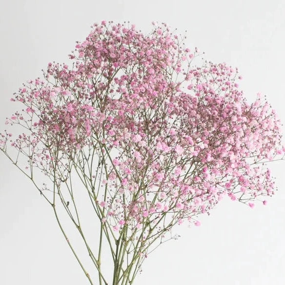 Delicate pink Baby's Breath flowers, showcasing numerous tiny blooms on thin stems, perfect for floral arrangements.