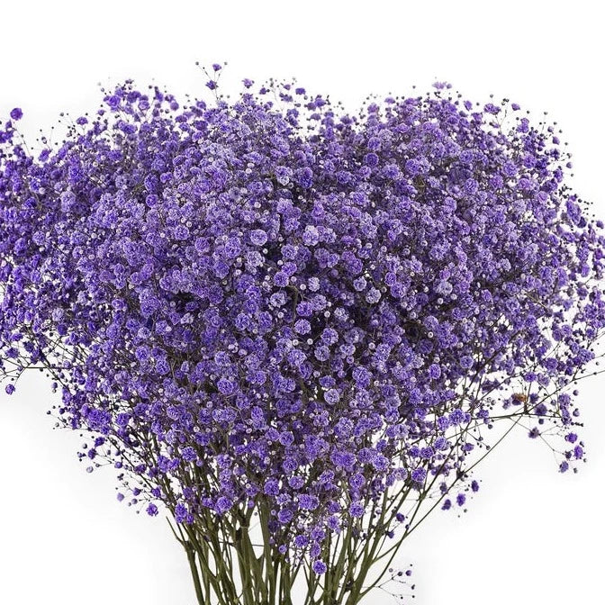 Vibrant purple Baby's Breath flowers, with small round blossoms clustered on delicate stems, ideal for bouquets.