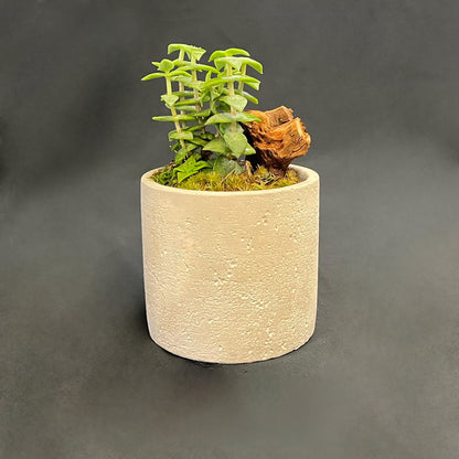 Round Cement Planter Bonsai