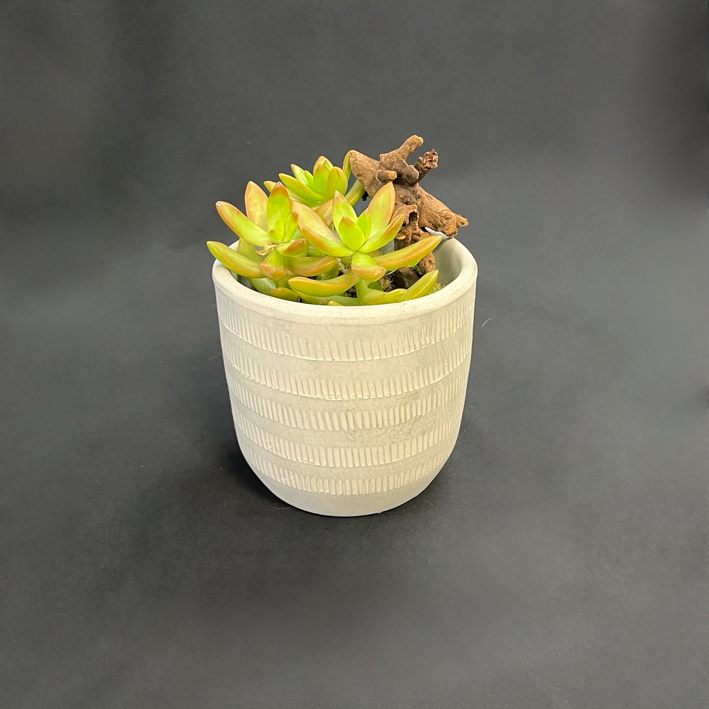 Round Patterned Cement Planter Bonsai