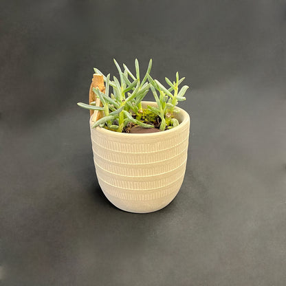 Round Patterned Cement Planter Bonsai