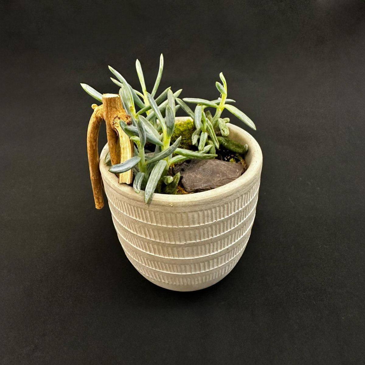 Round Patterned Cement Planter Bonsai