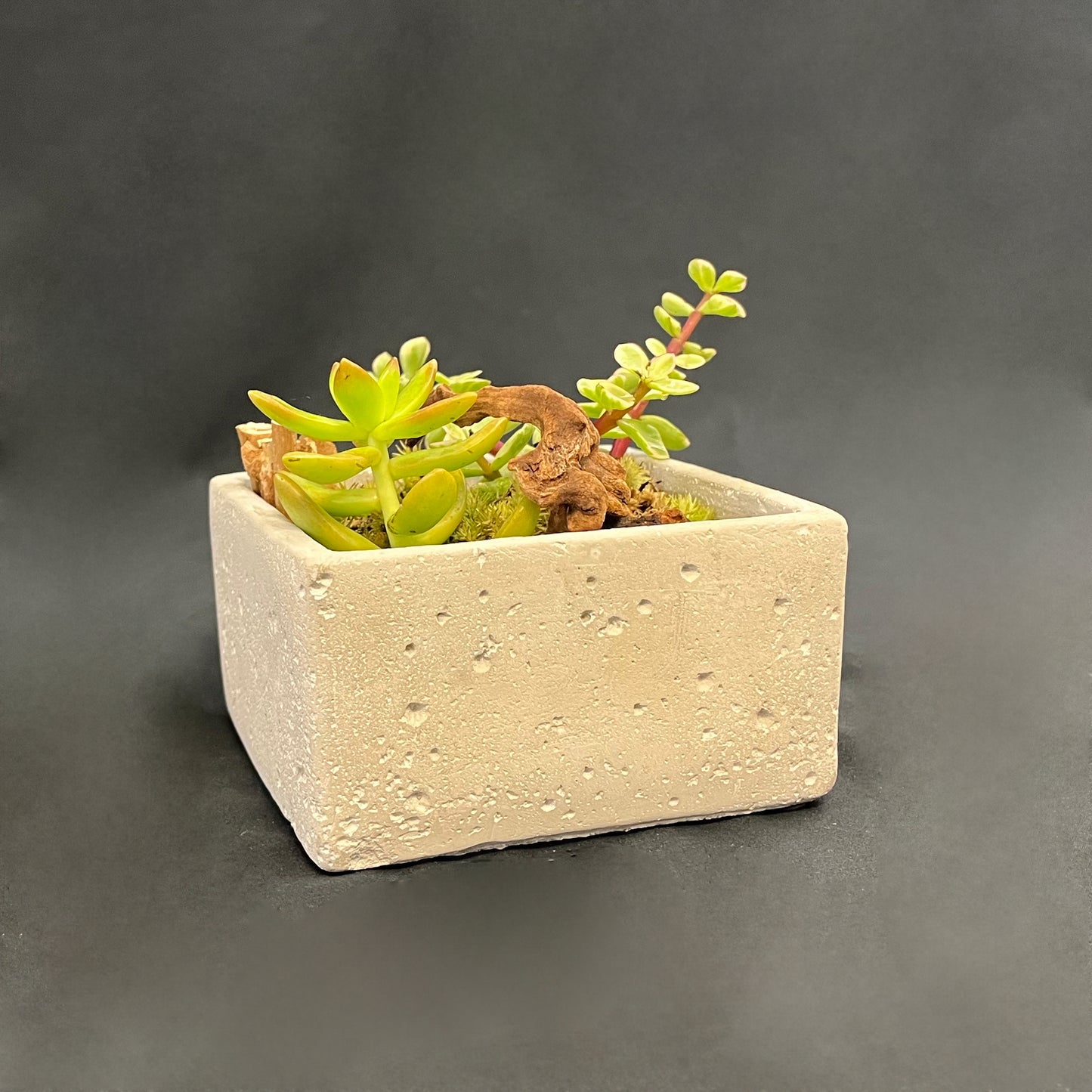 Square Cement Planter Bonsai