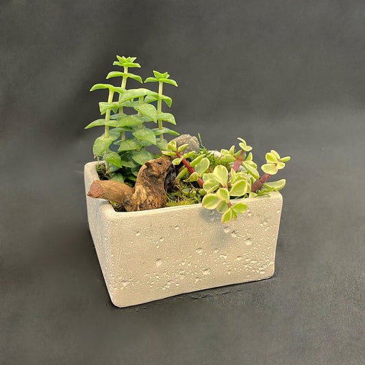 Square Cement Planter Bonsai