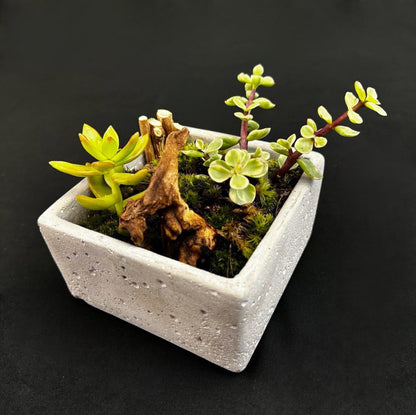 Square Cement Planter Bonsai