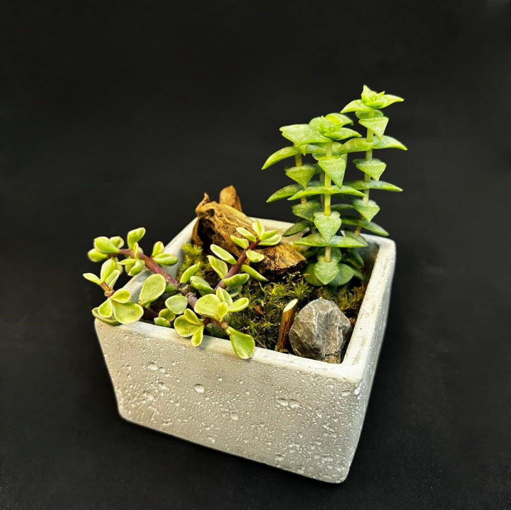 Square Cement Planter Bonsai