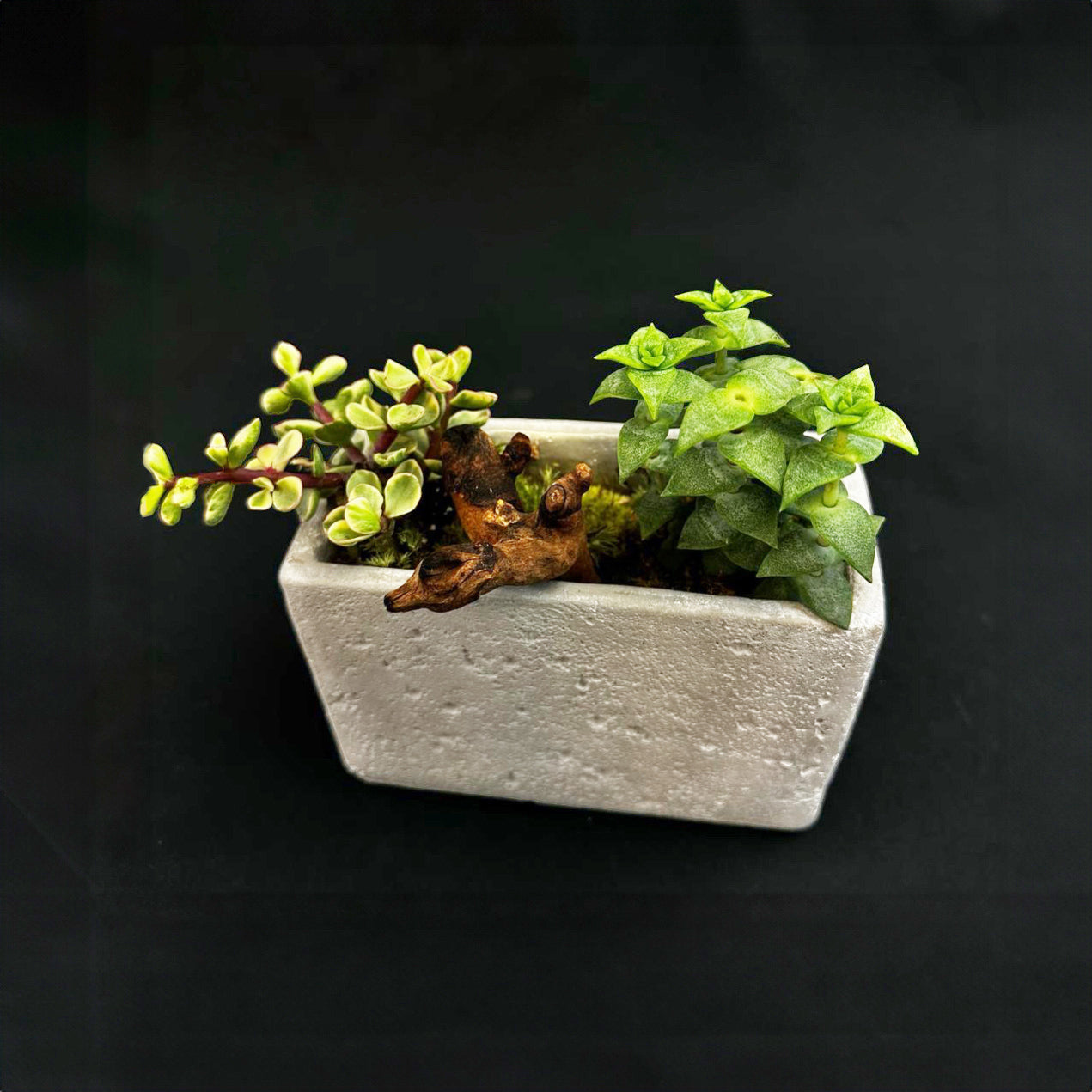 Tank Cement Planter Bonsai