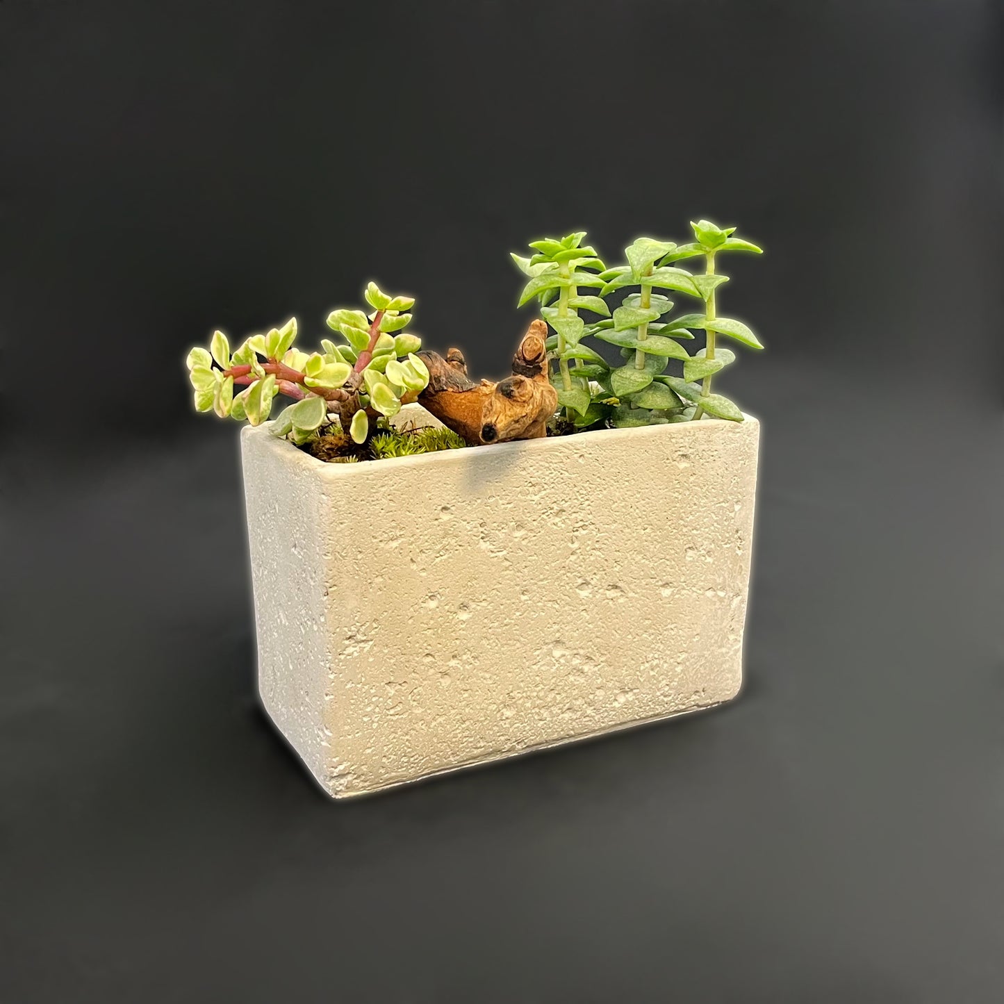 Tank Cement Planter Bonsai