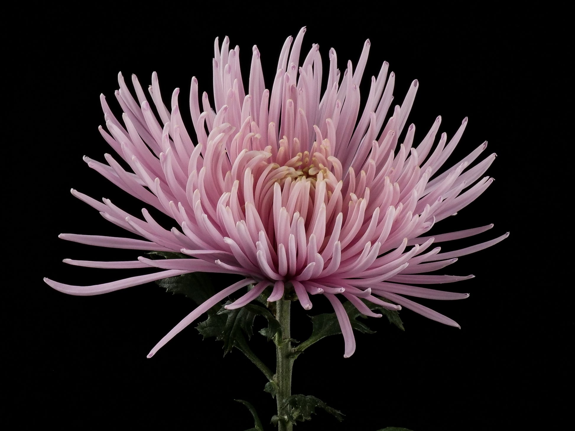 Close-up of a pink Chrysanthemum Capriool with elongated spider-like petals and a subtle gradient to white at the petal tips.