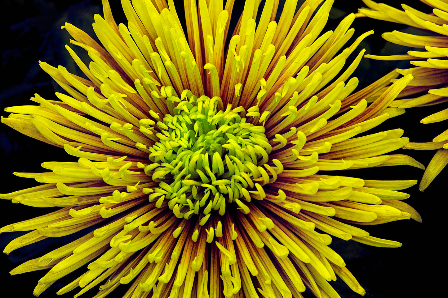 Vivid yellow Chrysanthemum Saffina showcasing intricate layers of slender petals radiating from a dense green center.