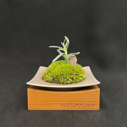 Greenology® Kokedama Tray Bonsai