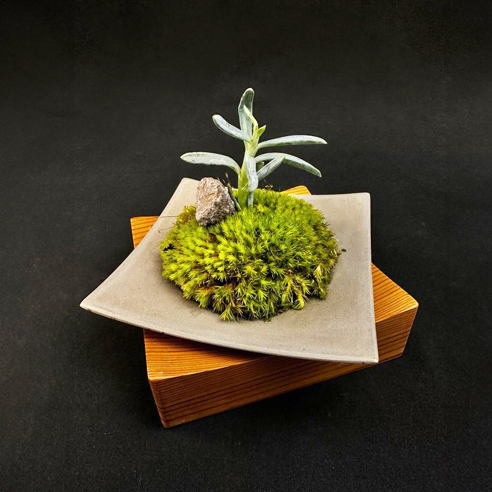 Greenology® Kokedama Tray Bonsai