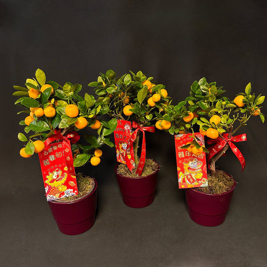 Kumquat Tree 年桔 (四季桔)