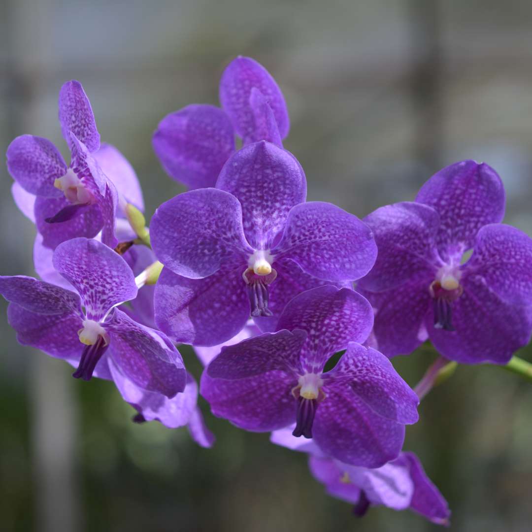 Vanda Orchid 萬代蘭