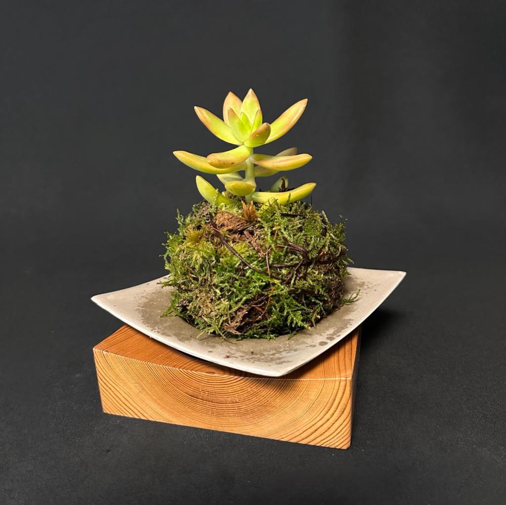 Greenology® Moss Grass Kokedama Tray Bonsai