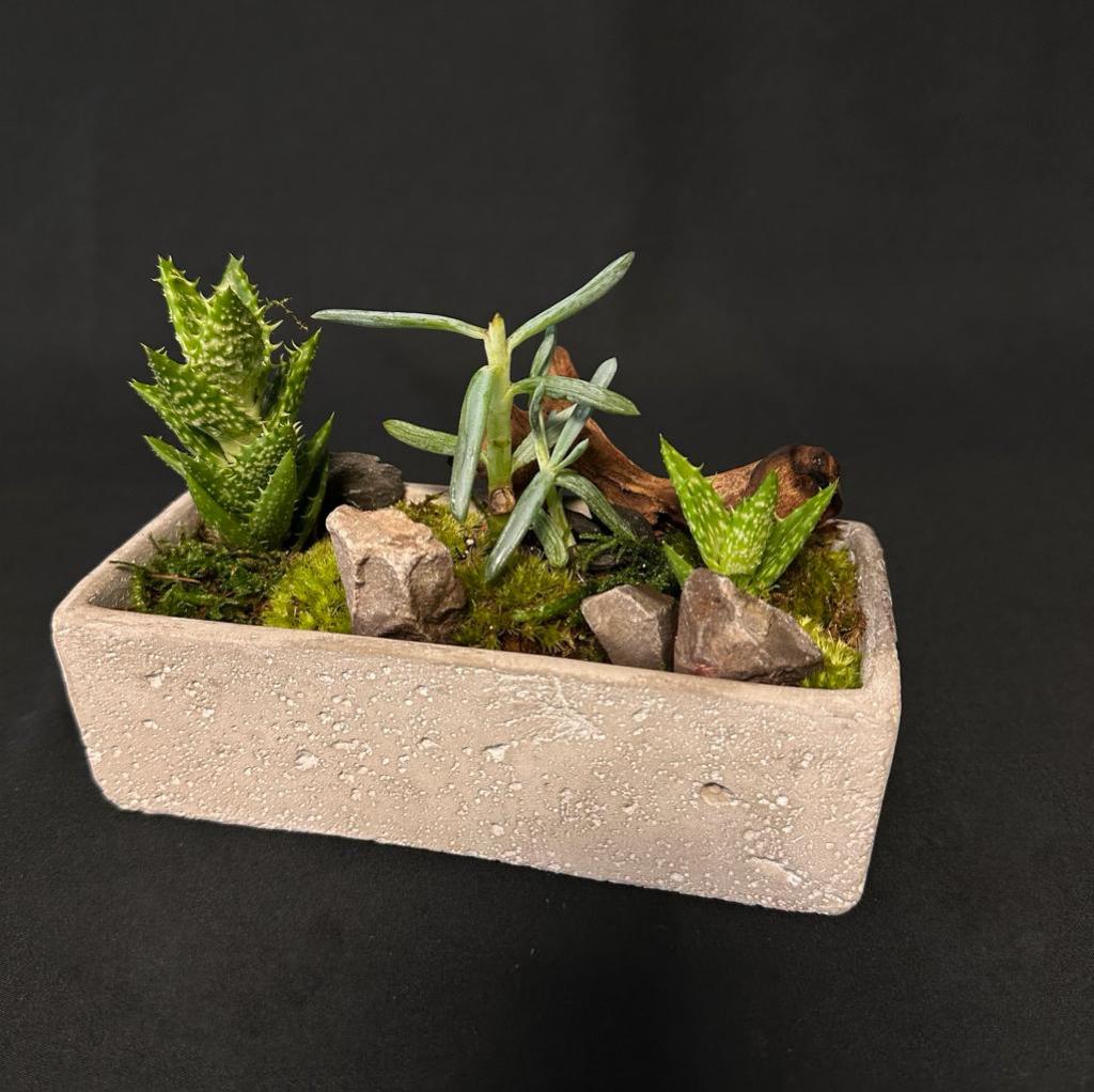 Trough Cement Planter Bonsai