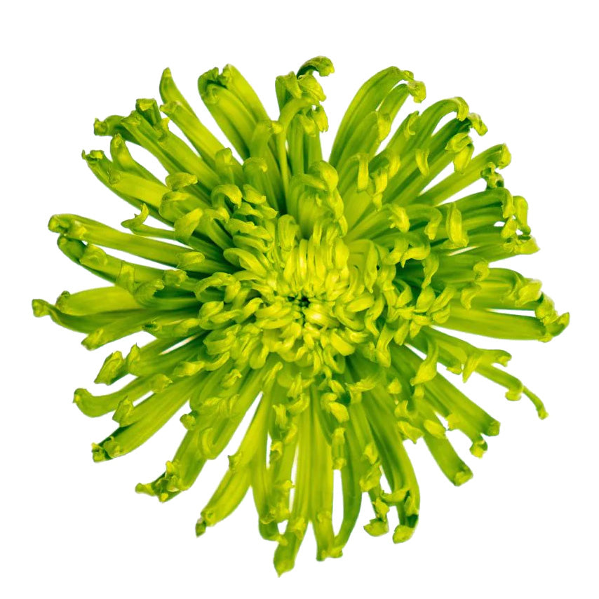 Striking Anastasia Dark Green chrysanthemum with vivid green petals and a bright yellow heart.