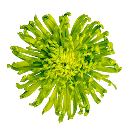 Striking Anastasia Dark Green chrysanthemum with vivid green petals and a bright yellow heart.