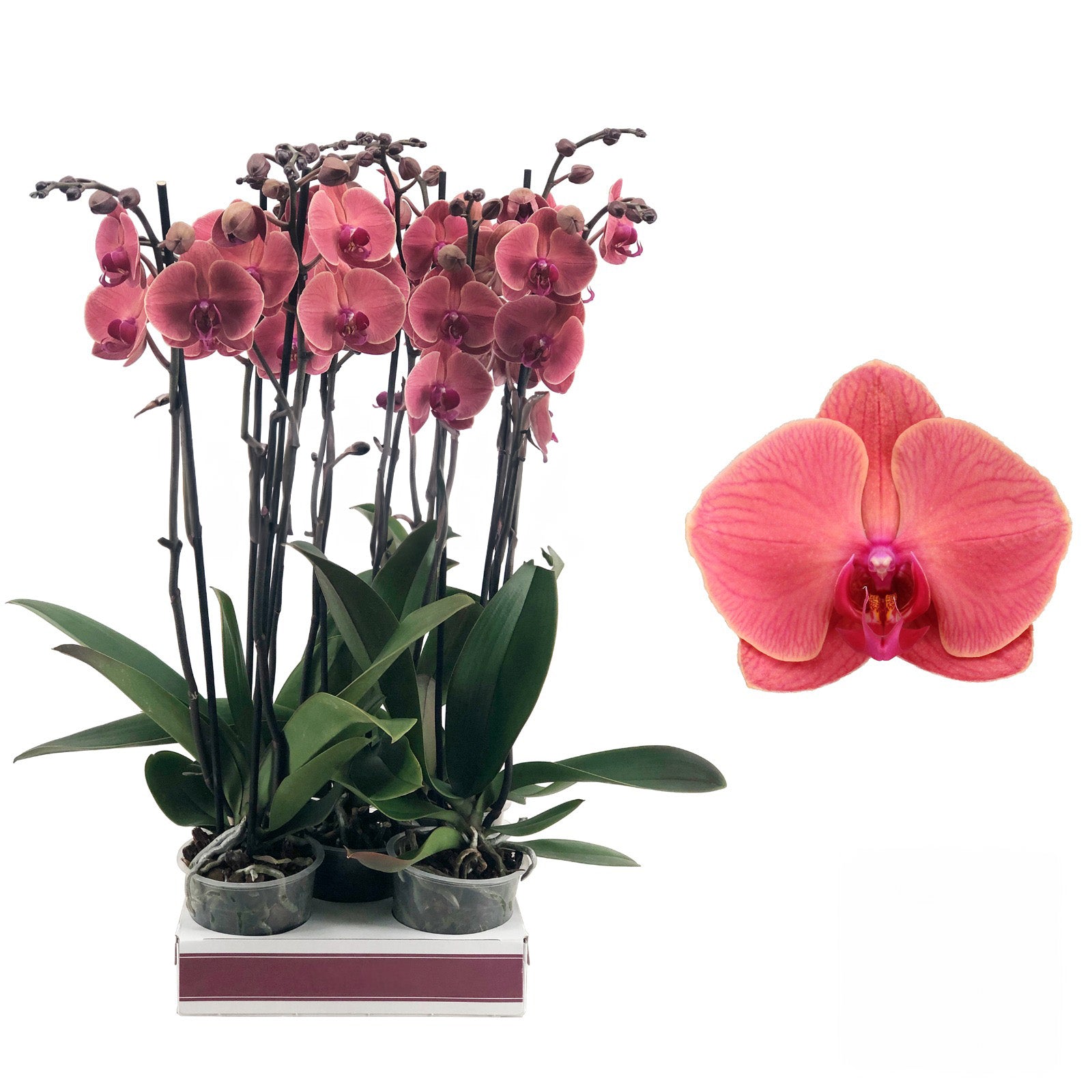 Elegant Asian Coral orchid display, a sophisticated and graceful floral choice.