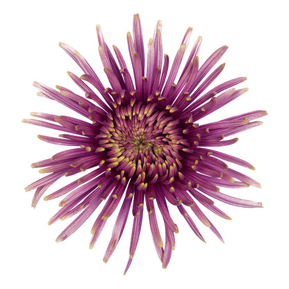 Baltazar Intense chrysanthemum with deep purple petals radiating from a golden yellow centre.