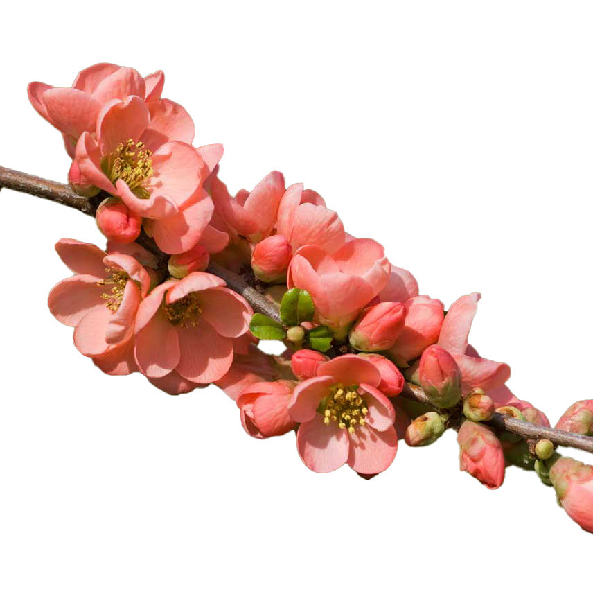 Chaenomeles Superba, commonly known as Japanese Quince, showcasing vibrant pink blossoms, a harbinger of spring