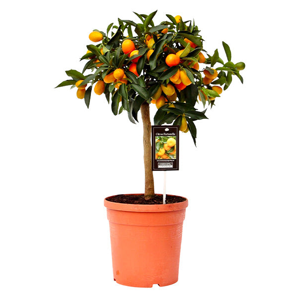 Fruit-bearing Citrus Kumquat tree in a pot, showcasing vibrant orange kumquats for a fresh citrus scent.