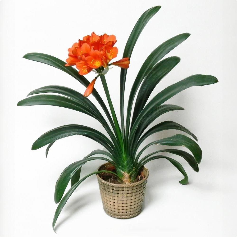 Clivia with bright orange flowers in a woven pot, showcasing its dark green, strap-like leaves.