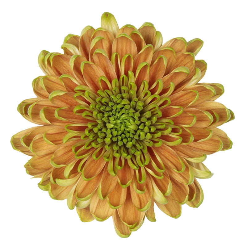 Gorgeous Elizabeth chrysanthemum showcasing a gradient of orange to green hues and a dense, compact centre.