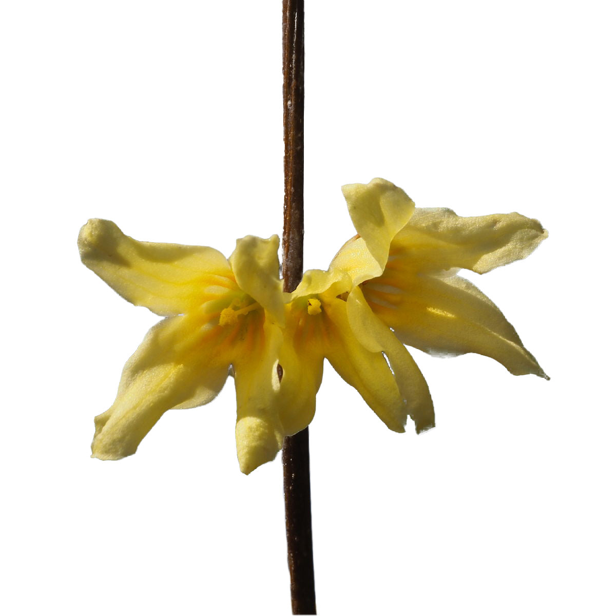 Bright yellow flowers of Forsythia Spectabilis, known as Golden Bell, heralding the vibrant hues of spring.