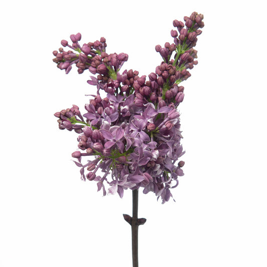 Purple Lilac 'Hugo Koster' clusters in bloom, offering a sweet fragrance and a touch of spring.