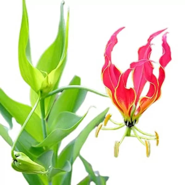 Exotic Gloriosa flame lily with dramatic red and yellow petals, featuring long protruding stamens, set against a green leafy backdrop.