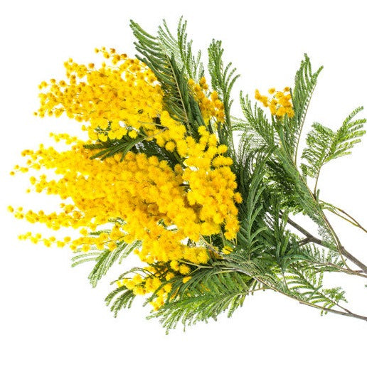 Bright yellow Acacia flowers in full bloom, with dense clusters of golden pom-pom-like blossoms amidst feathery green leaves.