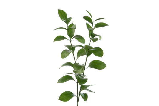 Fresh green Ruscus branch isolated on white background for floral arrangements.