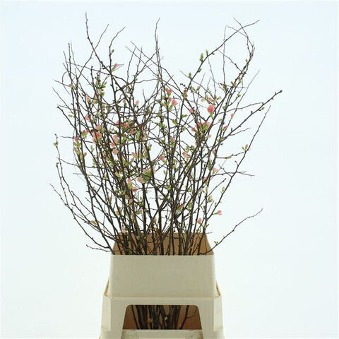 Bare branches of Chaenomeles Superba, or Japanese Quince, with delicate pink blossoms signalling the onset of spring.