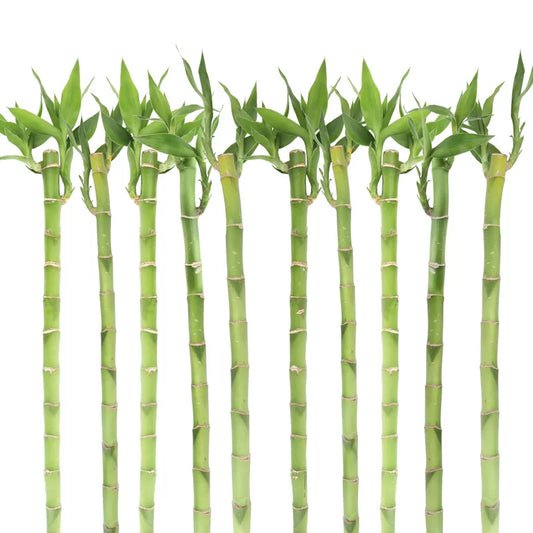 Lucky Bamboo straight stalks with lush green leaves for feng shui and decor