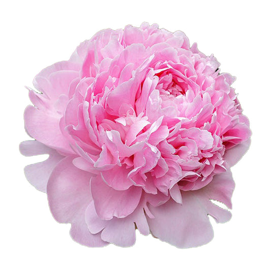 Lush pink peony flower in full bloom, exhibiting layers of delicate petals with a soft, romantic appeal.