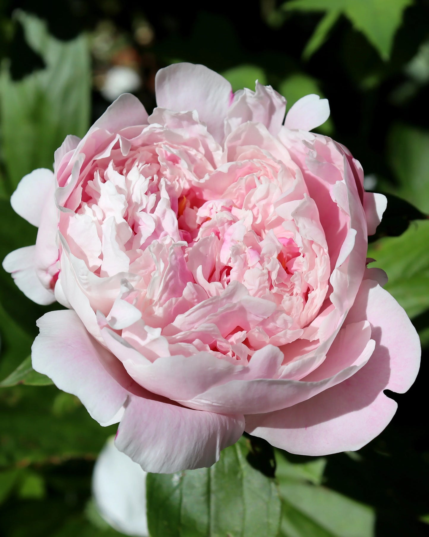 Macro shot of vibrant pink Sarah Bernhardt peony flowers, highlighting the fluffy, round blossoms and feathery foliage typical of the Acacia dealbata.