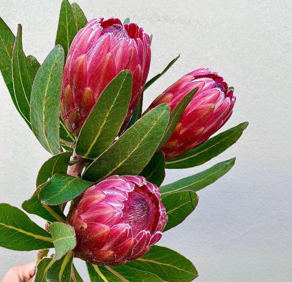 Vibrant crimson Protea bloom with lush green foliage, a symbol of diversity and courage.