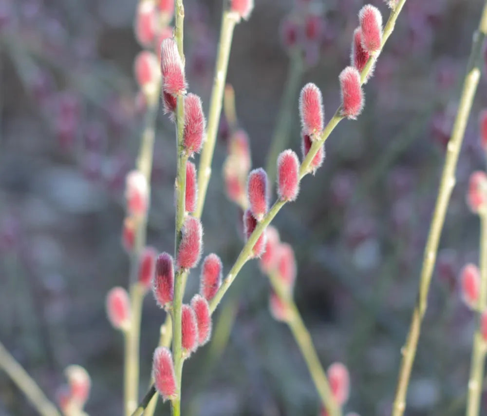 Soft red pussy willow branches against a muted background, highlighting the delicate texture of the catkins.