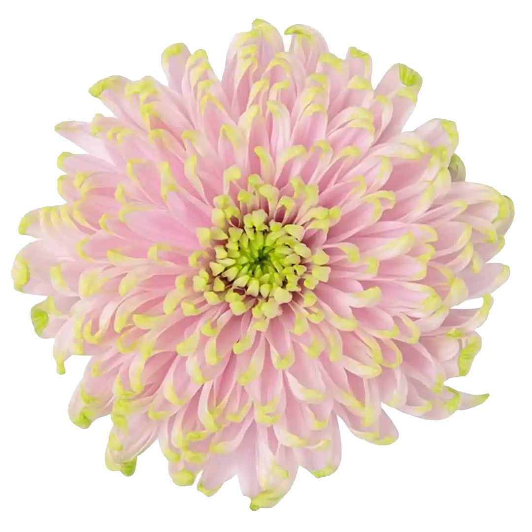 Delicate pink Rossano Charlotte chrysanthemum with vibrant green tips and a lush central bloom.