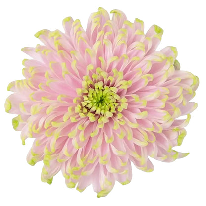 Delicate pink Rossano Charlotte chrysanthemum with vibrant green tips and a lush central bloom.