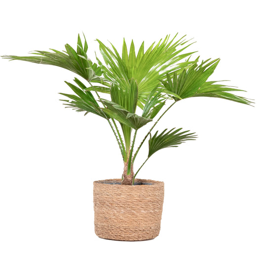 Round-leaf Fan Palm, Livistona Rotundifolia, in a natural fiber pot, adding a touch of the tropics indoors.